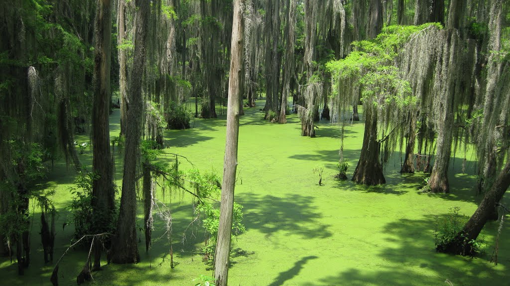 Brillant Swamp