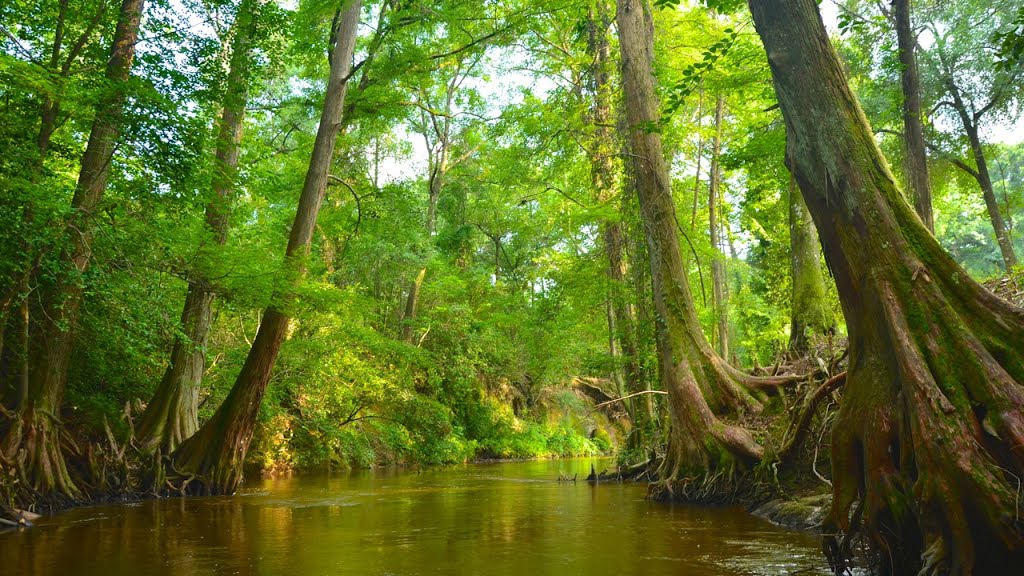 Autauga Creek, Prattville, Alabama