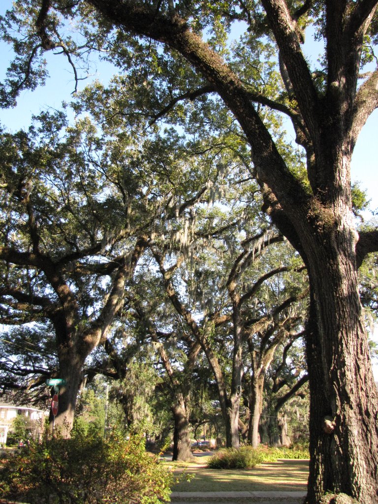 Springhill Avenue, Mobile, AL