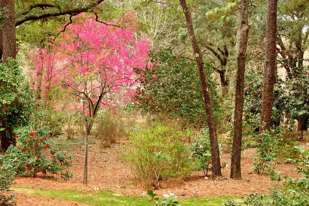 Mobile Botanical Garden - February 22, 2011