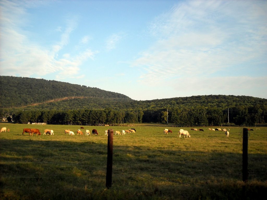 Cows in Field