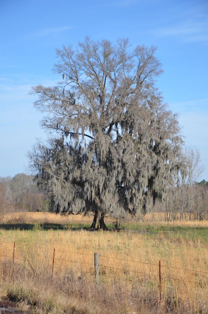 Rural Elmore County