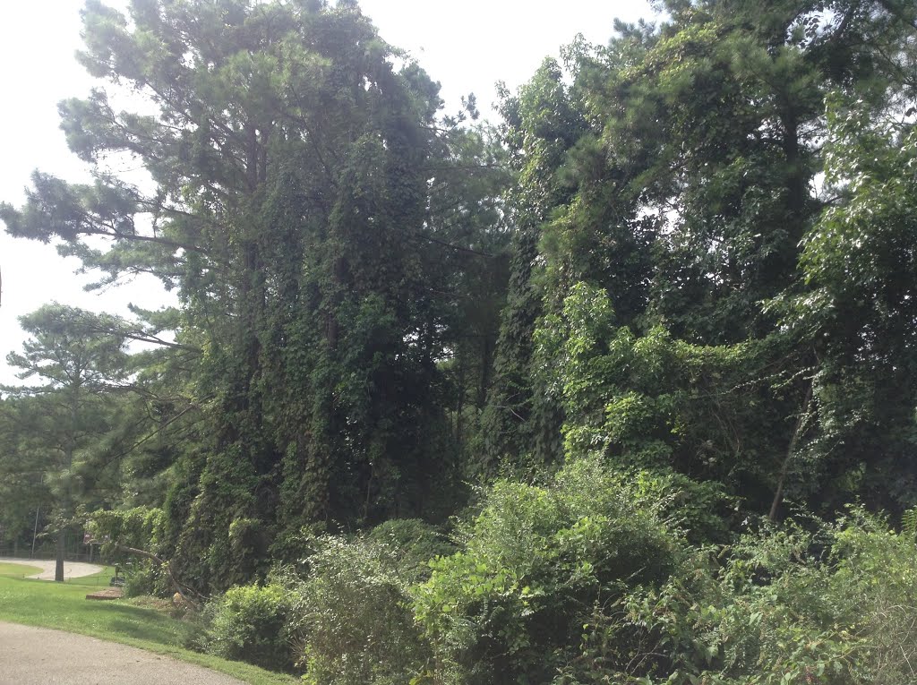 Kudzu and big pine tree