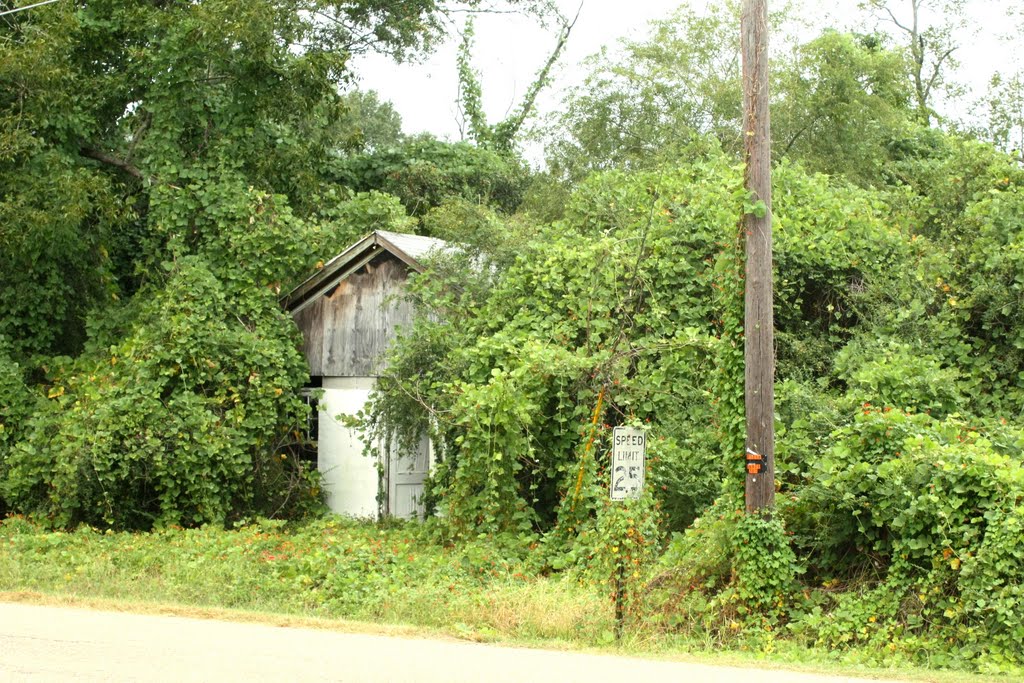 Kudzu Invasion 3
