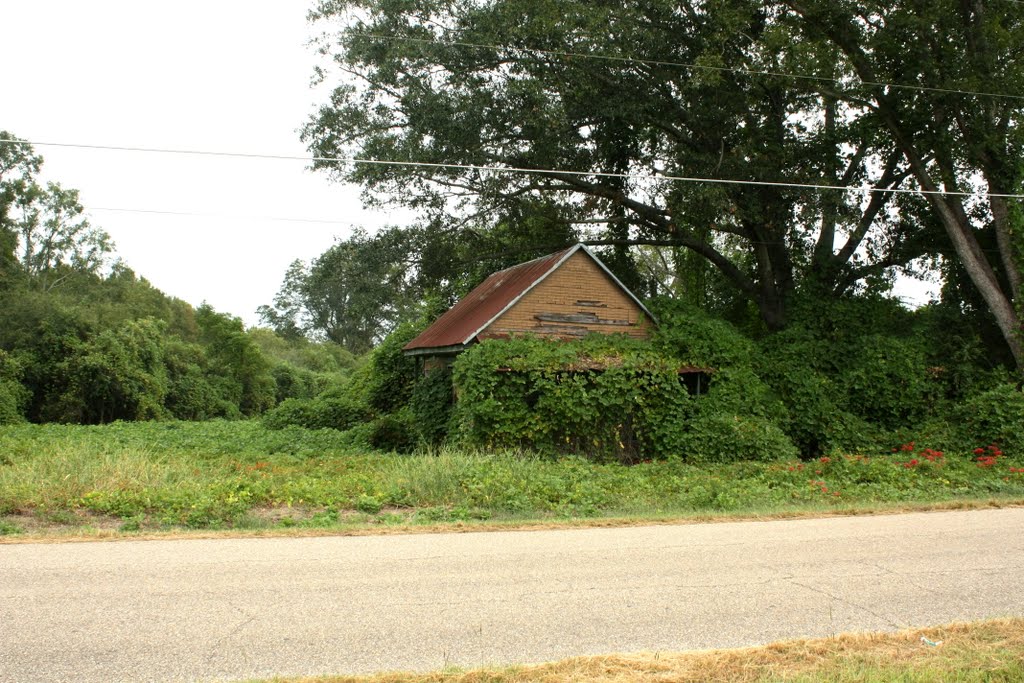Kudzu Invasion 2