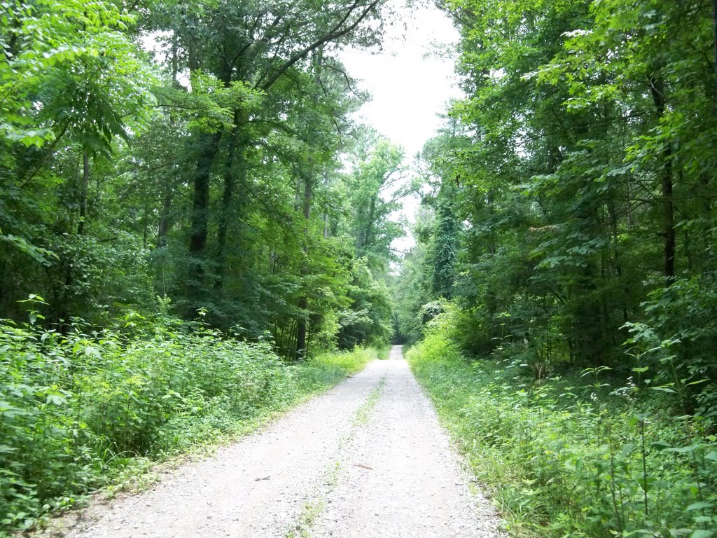 Site 31 Noth AL Bird Trail Central Loop Cave Springs