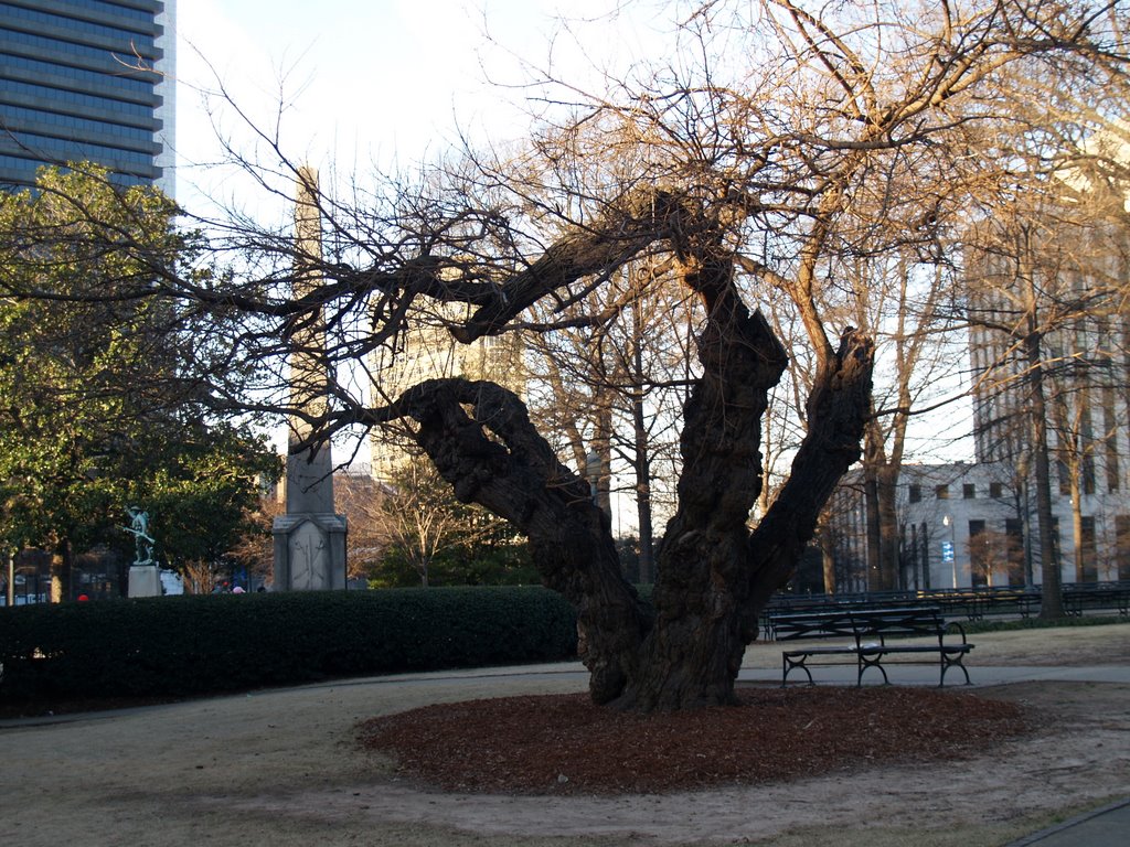 Tree in Linn Park