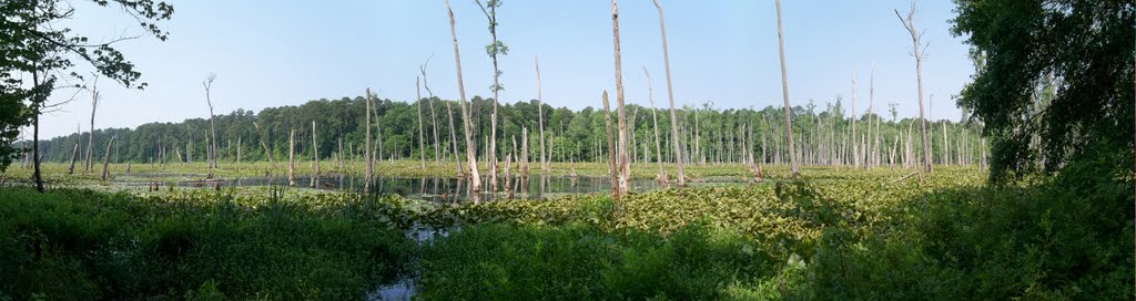 Wheeler Wetland