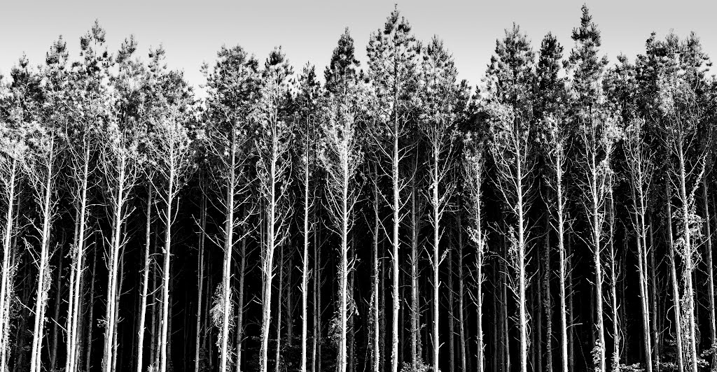 Pine Forest On Redstone Arsenal, Alabama