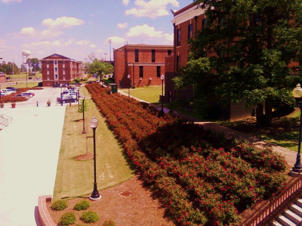 Rose Walkway