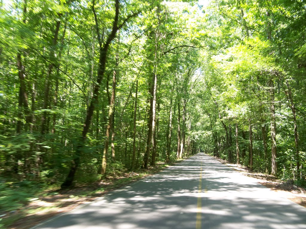 Site 33 North AL Bird Trail Central Loop Dancy Bottoms