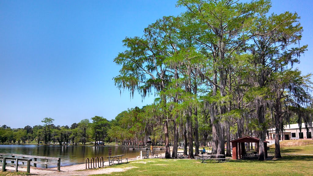 Lake Jackson and cypresses