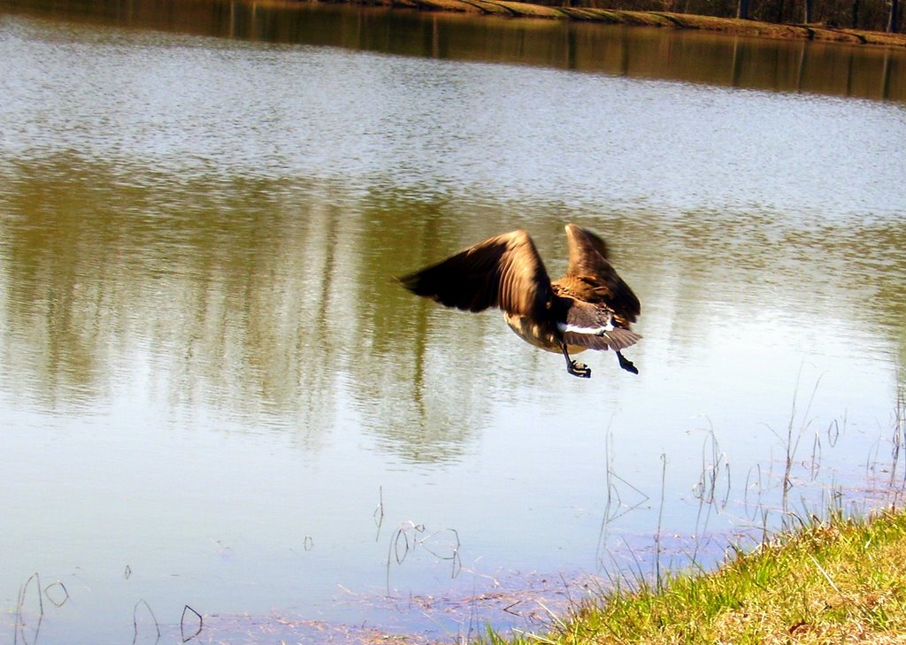 Goose in flight