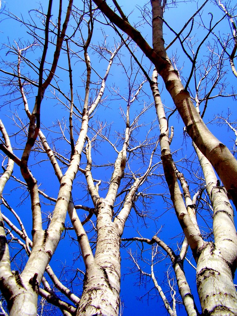 Trees