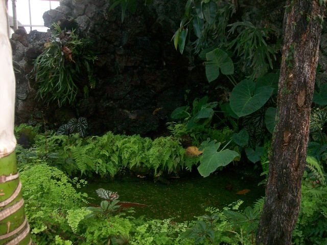 Tropical plants
