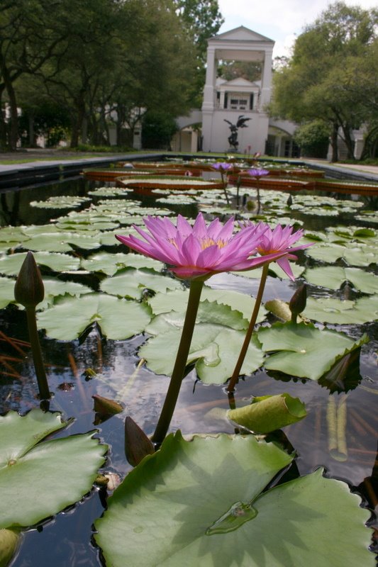 Flowers in the lily pond. The Birmingham Botanical Gardens. 8/20/2007