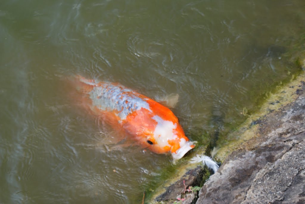 Hungry Koi