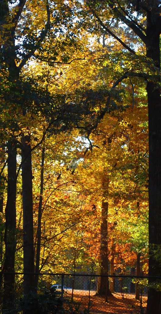 Fall