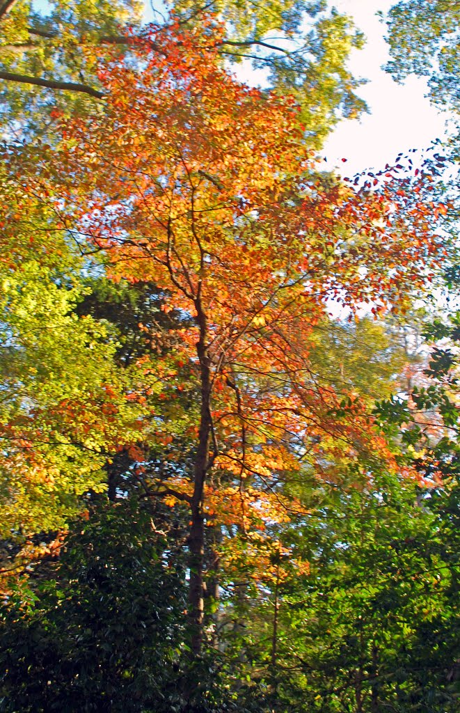 Fall