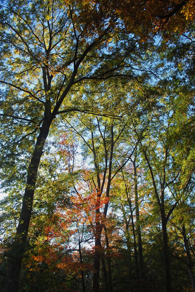 Fall