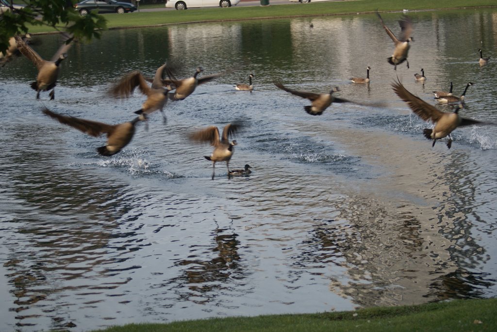 Taking Flight