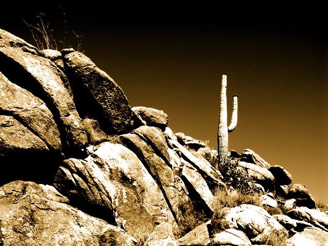 Saguaro Cactus on Bagdad Road