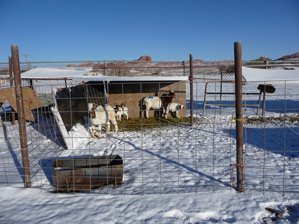 Boer Goats at the McBrides Livestock Pens
