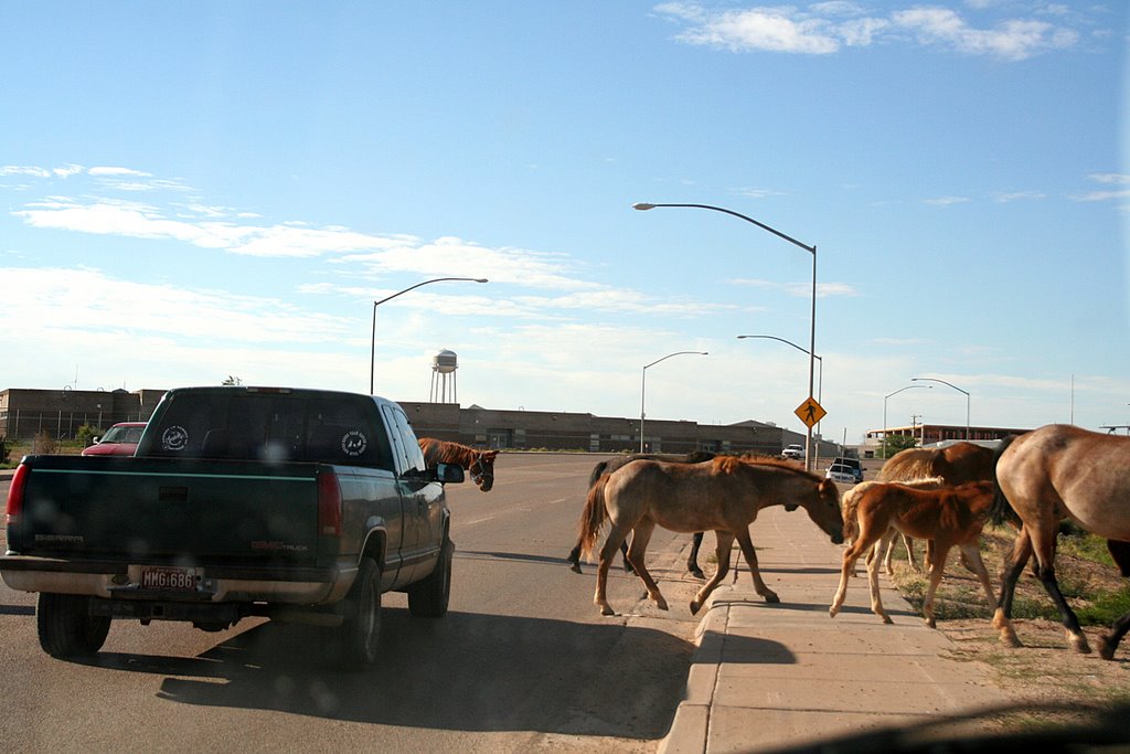 Kayenta; Main Street, Horses
