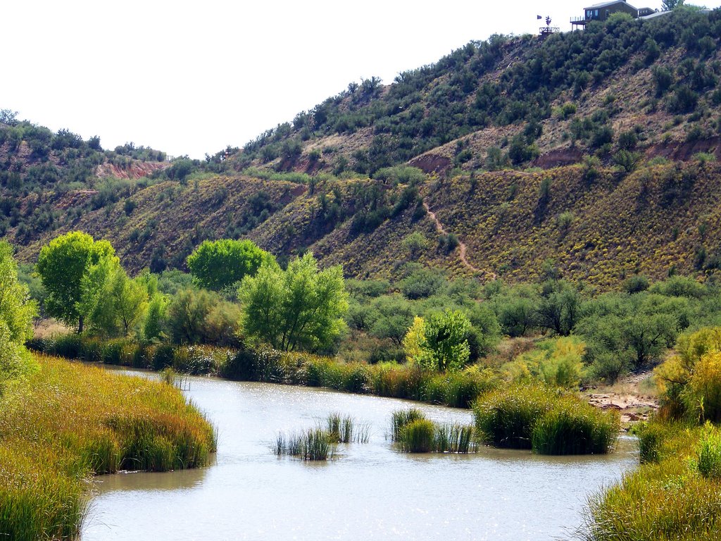 marshy plants in the desert