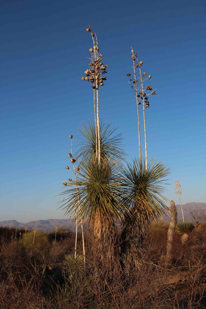 Soaptree Yucca (Yucca elata - Palmilla) near sunset; desert S of San Manuel, AZ