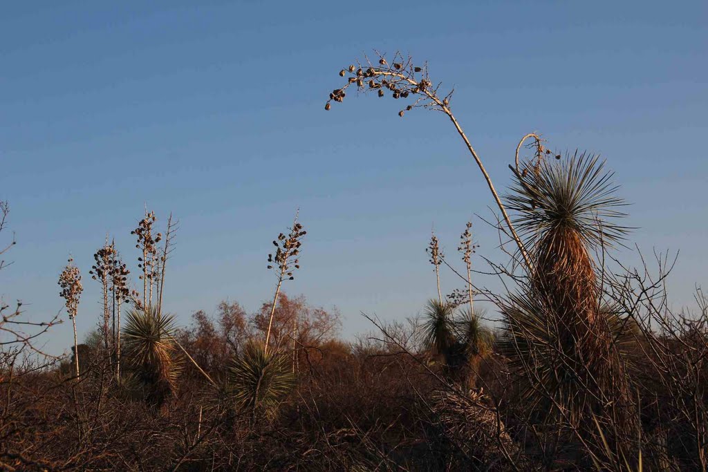 Soaptree Yucca (Yucca elata - Palmilla) near sunset; S of San Manuel, AZ