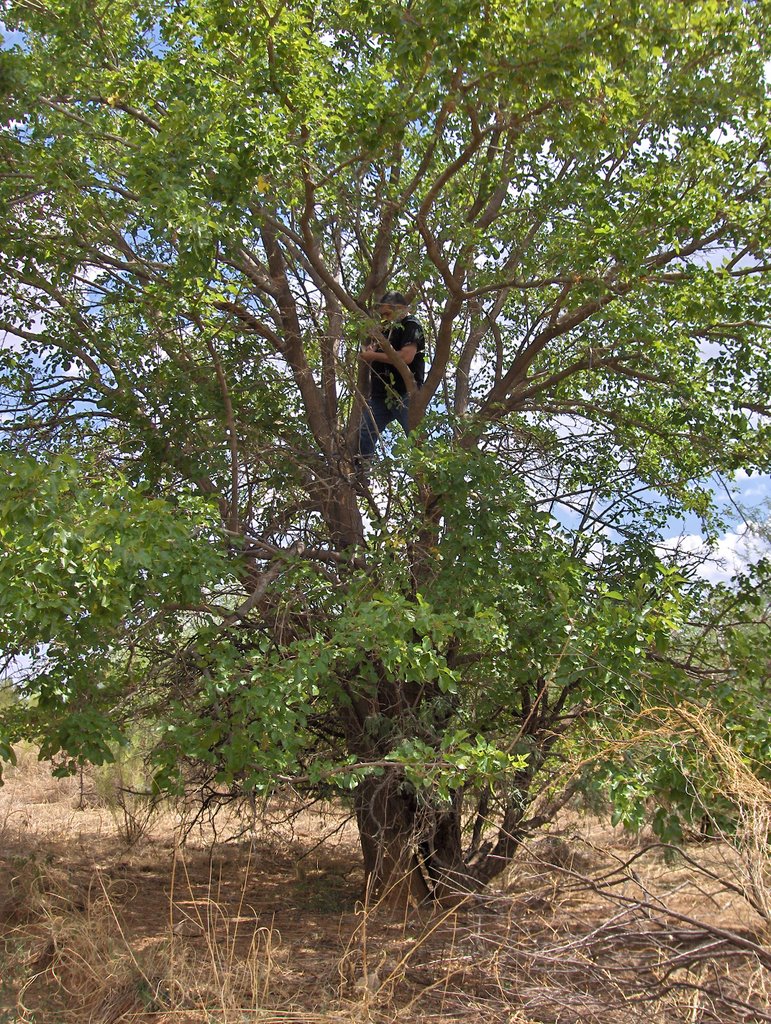 Sierra Tree