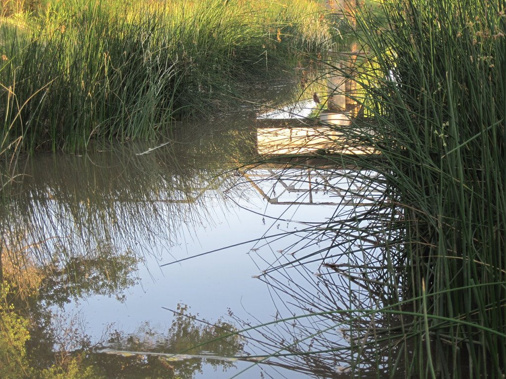 San pedro River
