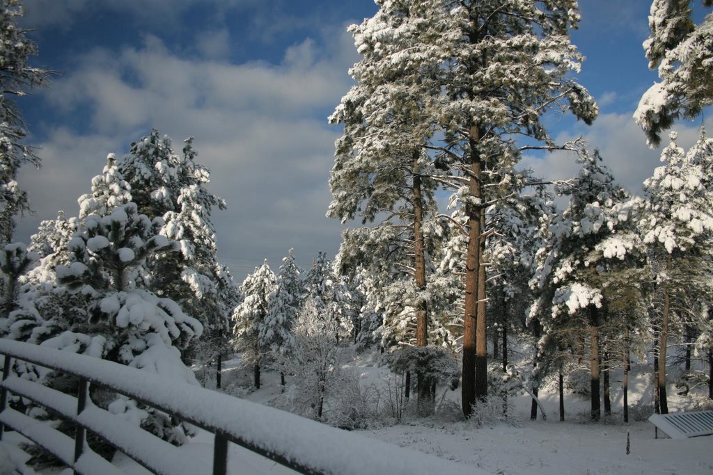 A typical Winter scene in Ponderosa forest of Flagstaff, AZ - looking South West