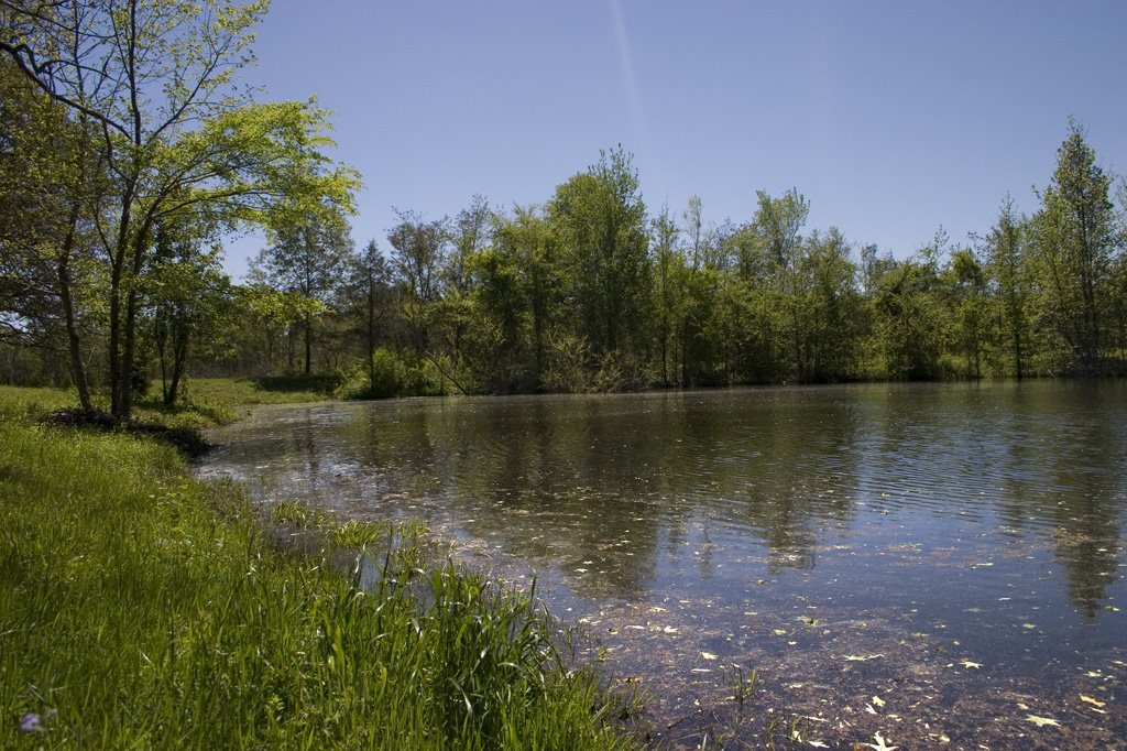 Looking south at our pond