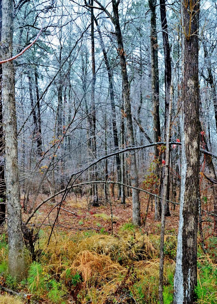 Ice Storm