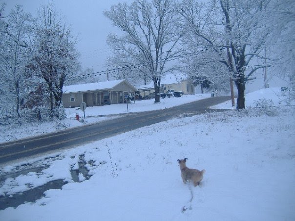 Our Dog dasiey Checking out the snow.