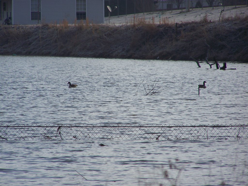 DUCKS SWIMMING IN CHATEAU LAKE