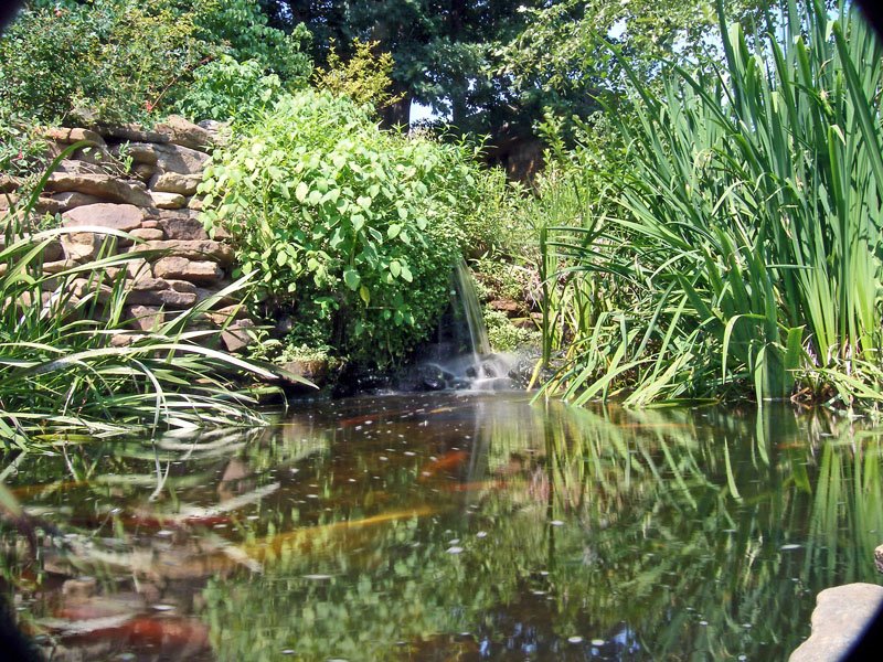 Goldfish Pond - Ozark Folk Center