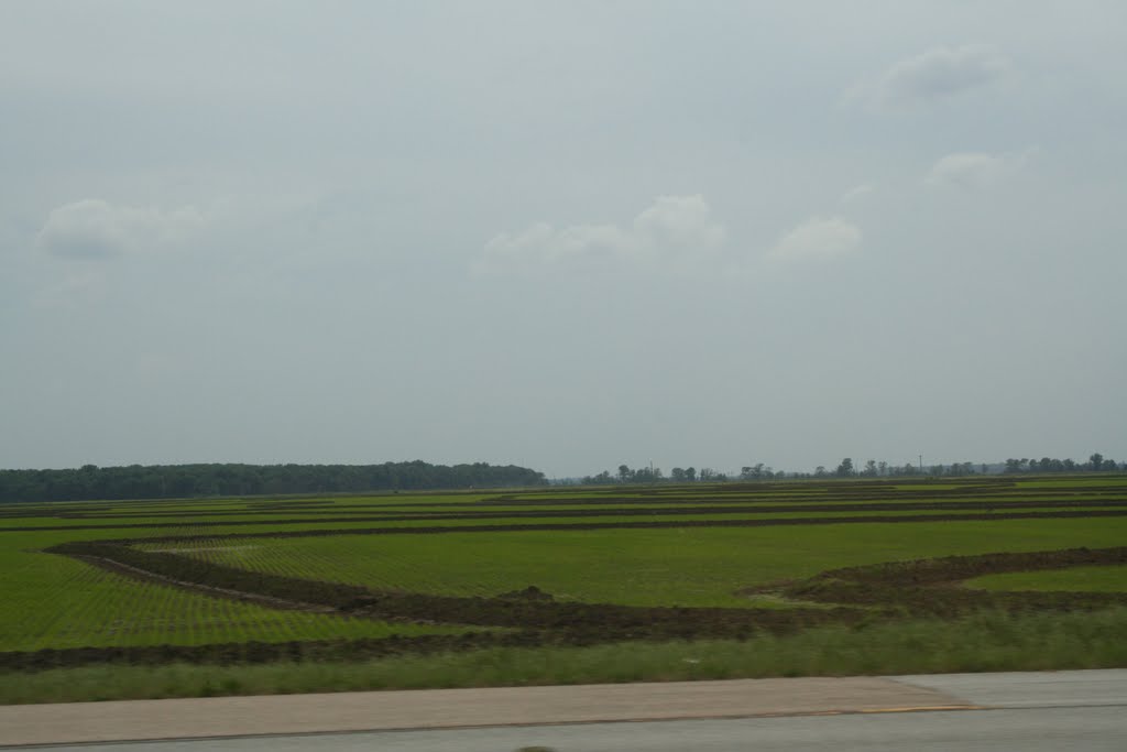 Arkansas, rice fields
