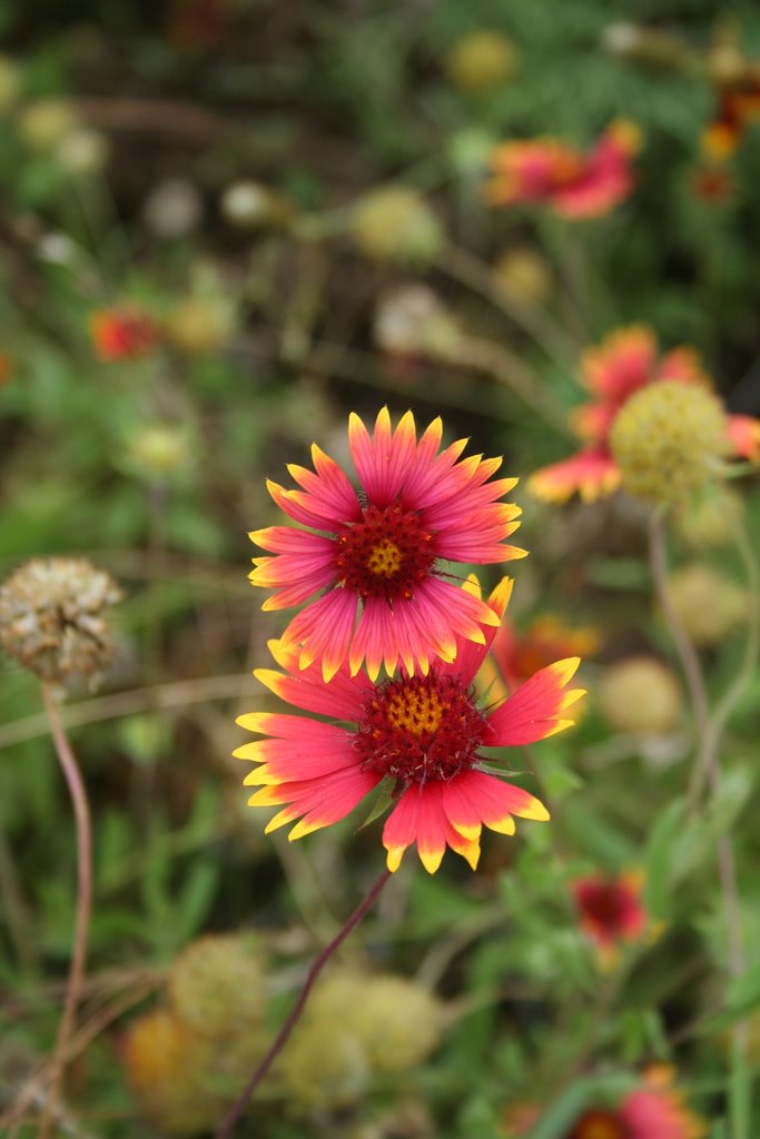 Indian Blanket