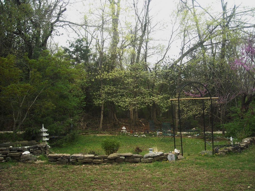 Dogwoods in Spring