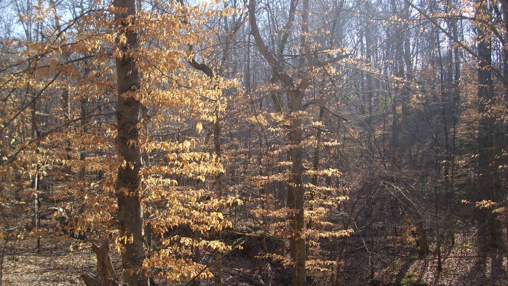 Woods At Village Creek