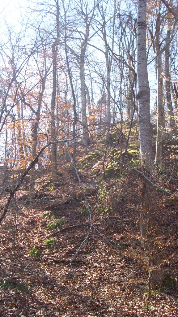 Woods At Village Creek