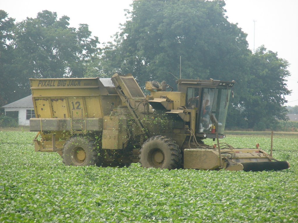 Harvesting Green Beans, England, AR