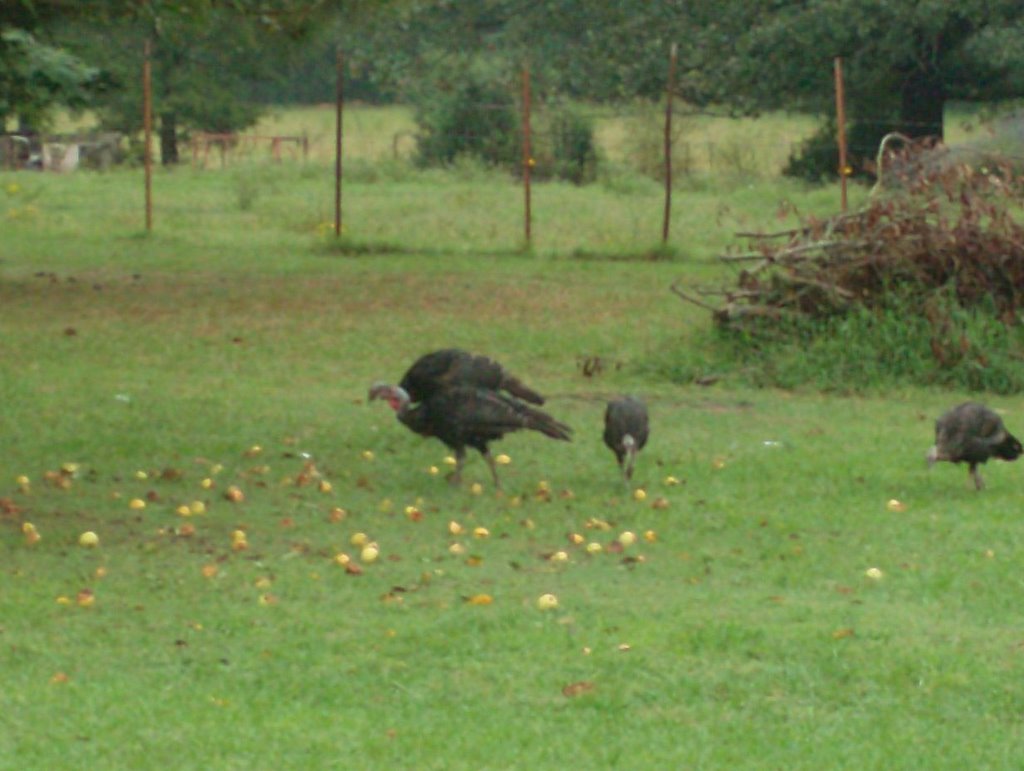 Wild Turkeys in Judsonia