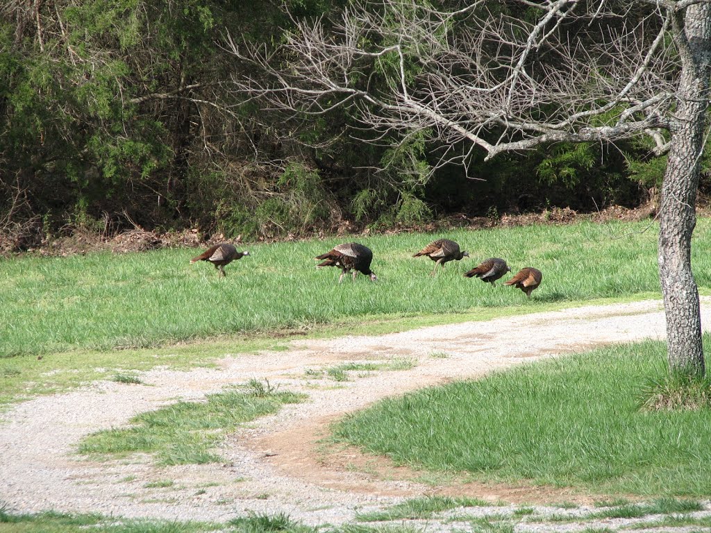Turkeys