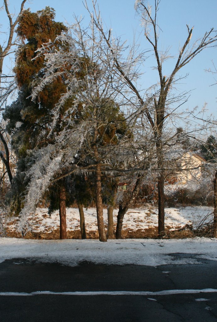 A Half Melted Tree