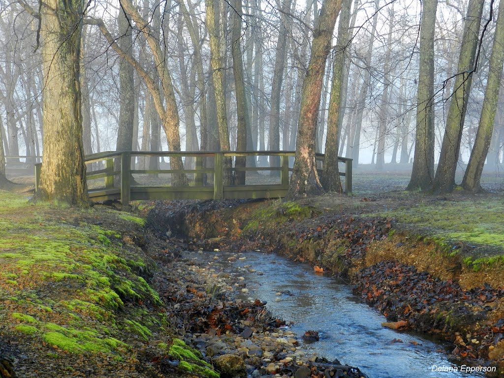 Foggy Morning at Newark City Park