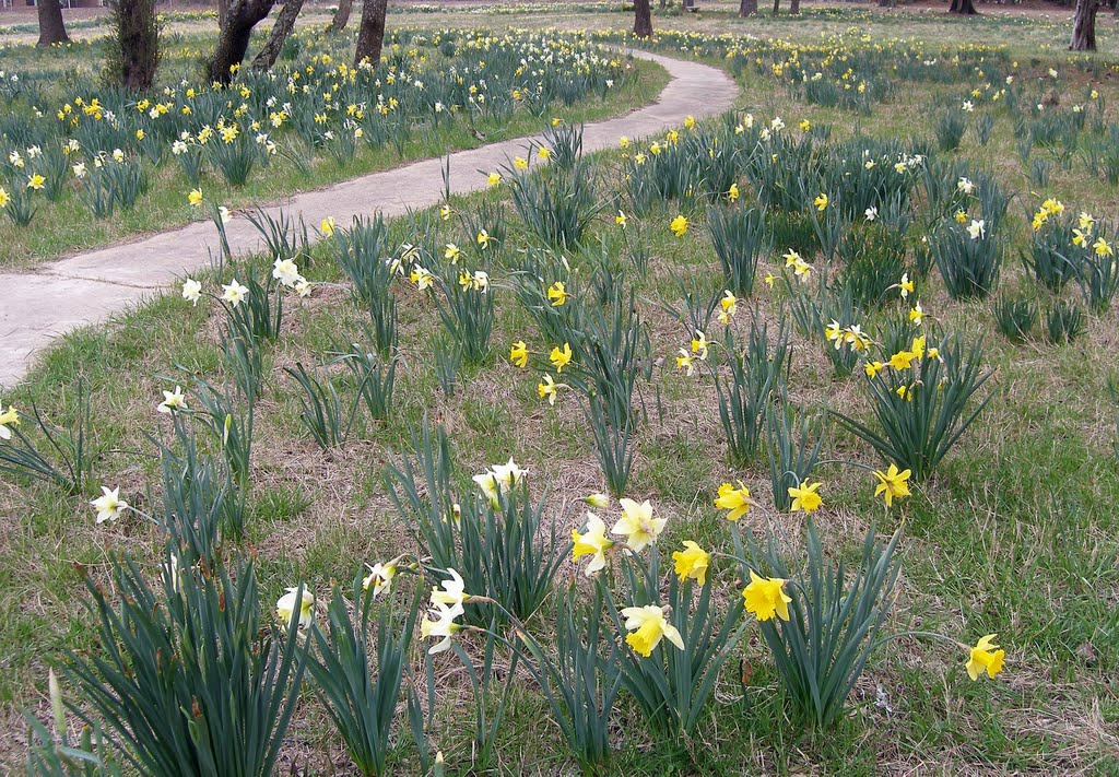 Spring is here - 2010